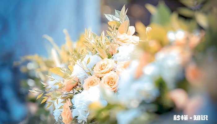 香槟玫瑰的花语 香槟玫瑰的花语是什么