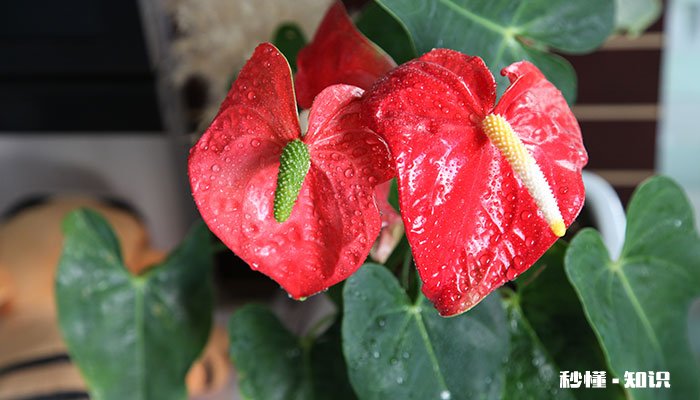 水养红掌的养殖方法和注意事项 水养红掌的养殖方法