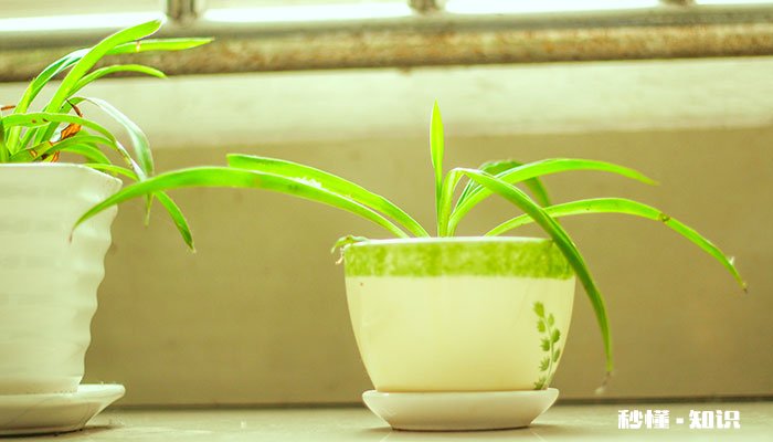 青叶吊兰怎么修剪 青叶吊兰的修剪方法