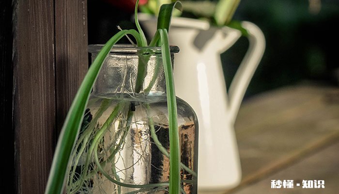 青叶吊兰怎么修剪 青叶吊兰的修剪方法