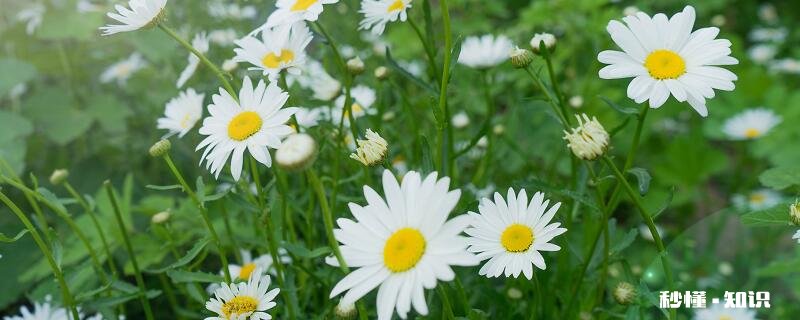 雏菊的花语 雏菊的花语是什么