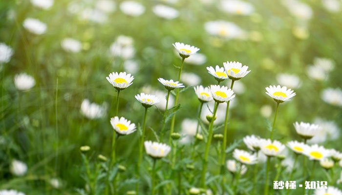 雏菊的花语 雏菊的花语是什么