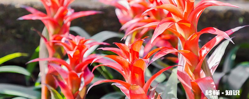 青苹果竹芋叶子焦边怎么办 青苹果竹芋叶子焦边