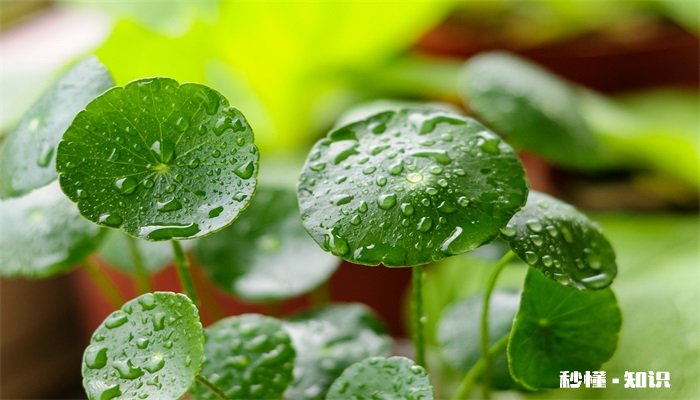 水培铜钱草的养殖方法和注意事项 水培铜钱草的养殖方法和注意事项有哪些