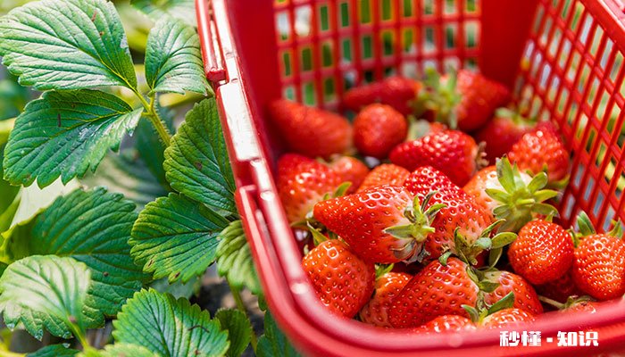 草莓应该施什么肥 草莓施什么肥