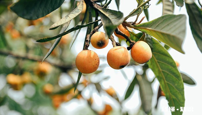 枇杷树太高怎么修剪 枇杷树太高的修剪方法