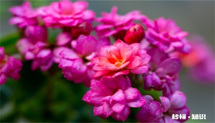 长寿花怎么修剪 长寿花的修剪方法