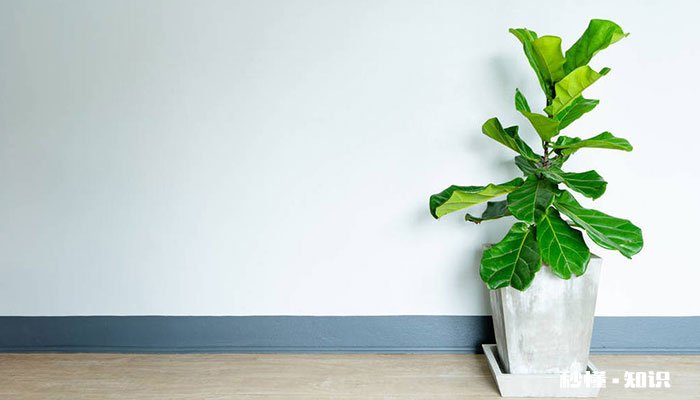 琴叶榕怎么修剪 琴叶榕的修剪方法