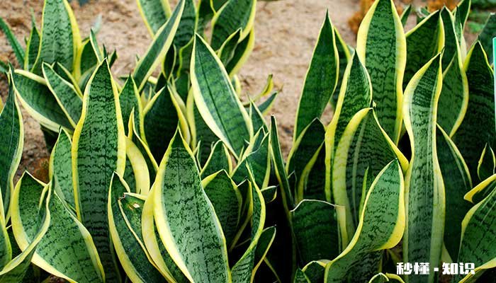 虎尾兰施什么肥 虎尾兰可以施什么肥