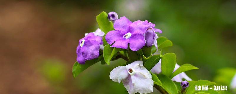 鸳鸯茉莉的养殖方法和注意事项 鸳鸯茉莉的养殖方法