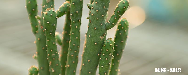 姬珊瑚怎么修剪 姬珊瑚的修剪方法