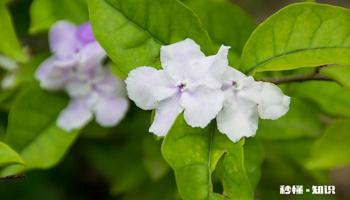 双色茉莉怎么修剪 双色茉莉的修剪方法