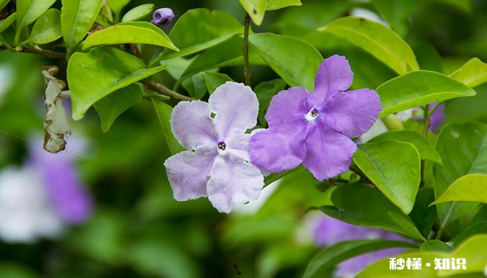 双色茉莉怎么修剪 双色茉莉的修剪方法