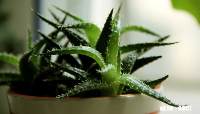 给芦荟施什么肥 芦荟施什么肥好