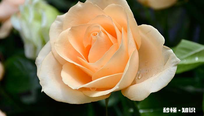 香槟玫瑰花语 香槟玫瑰的花语