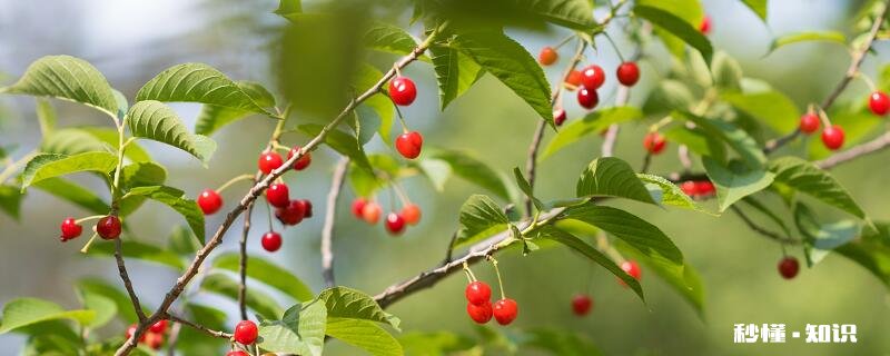 樱桃树施什么肥 樱桃树施哪些肥