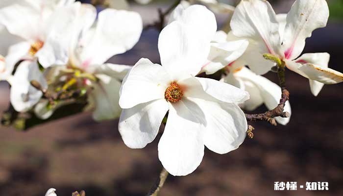 木兰花花语 木兰花花语是什么