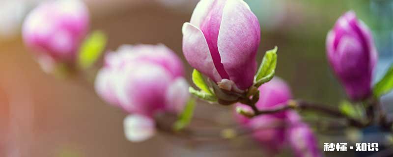 木兰花花语 木兰花花语是什么