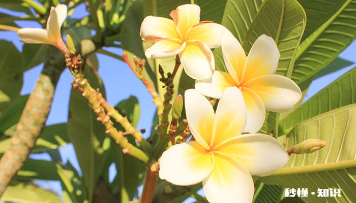 木兰花花语 木兰花花语是什么
