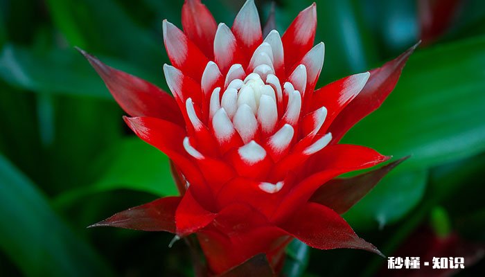 凤梨花的养殖方法和注意事项 凤梨花的种植方法和注意事项