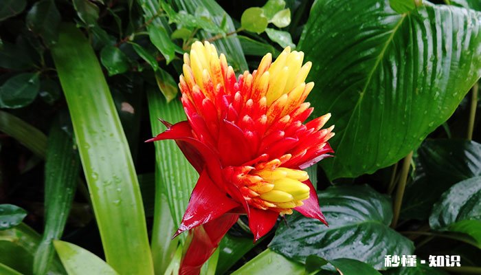 凤梨花的养殖方法和注意事项 凤梨花的种植方法和注意事项