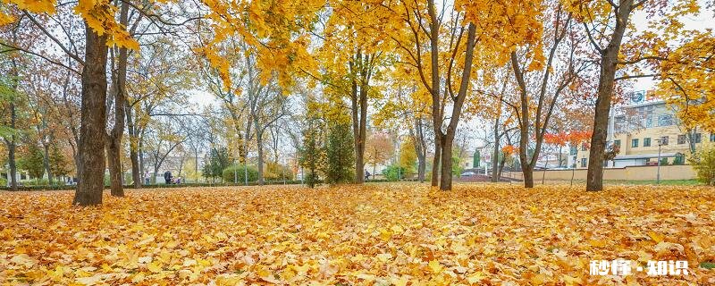 秋天有哪些树 秋季有哪些树