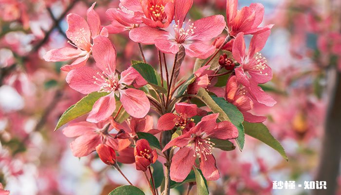 玫瑰海棠的养殖方法和注意事项 玫瑰海棠的养殖方法