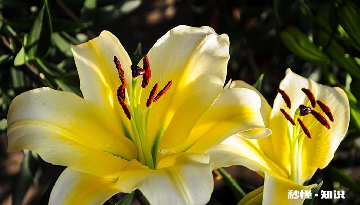 百合的花语 百合的花语是什么