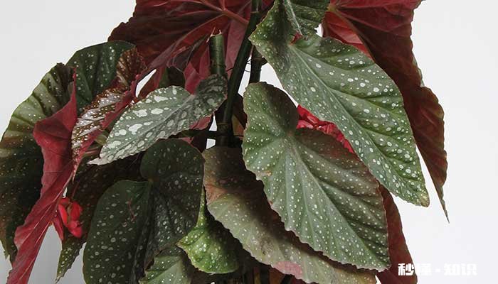 竹节海棠施什么肥 竹节海棠怎么施肥