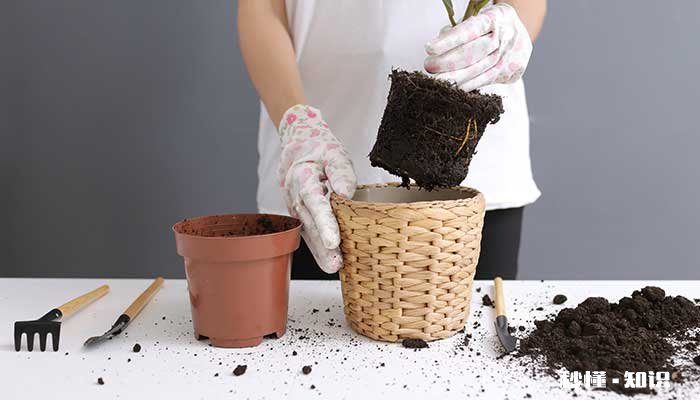 榕树怎么修剪 榕树的修剪方法