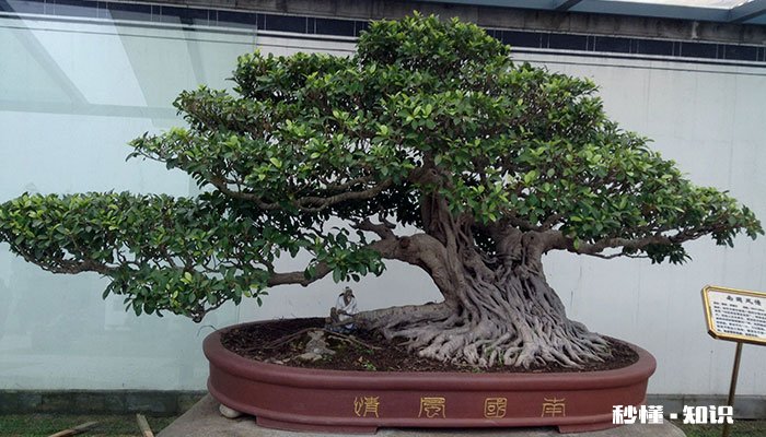 榕树怎么修剪 榕树的修剪方法