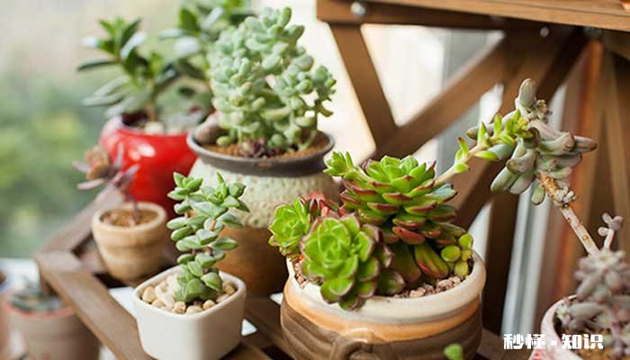 多肉施肥施什么肥 多肉施什么肥