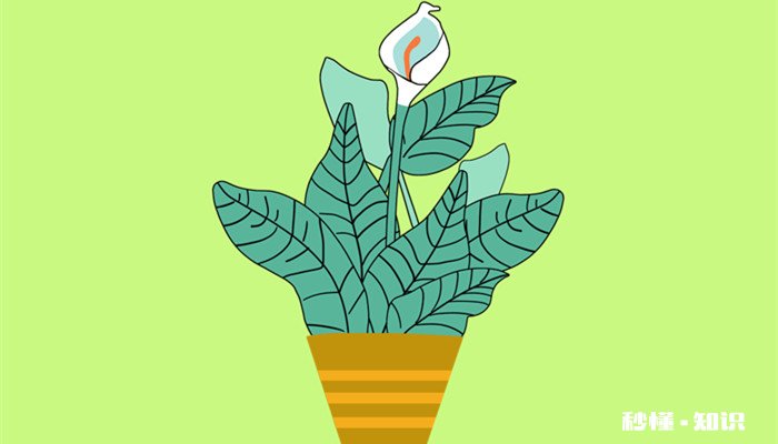 一帆风顺花有毒吗 一帆风顺花别名是什么