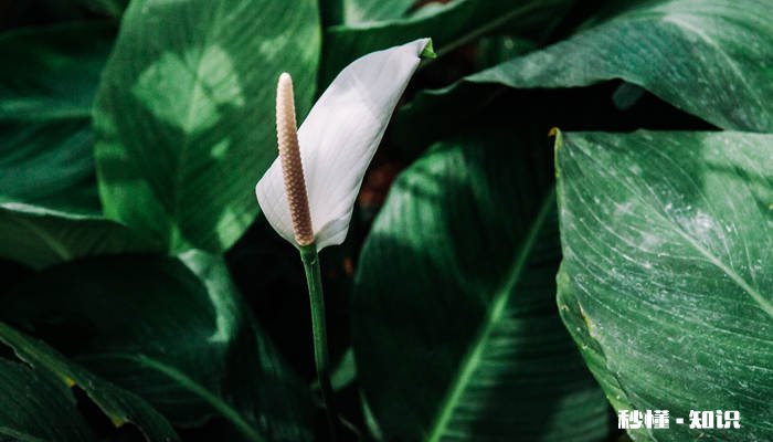 一帆风顺花有毒吗 一帆风顺花别名是什么