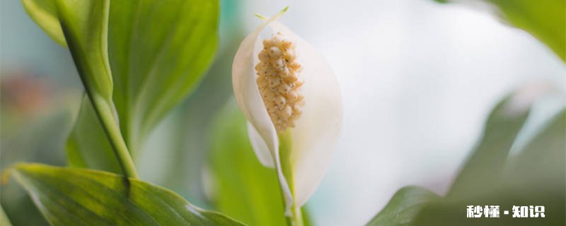 一帆风顺花有毒吗 一帆风顺花别名是什么