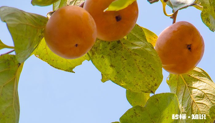 柿子树怎么修剪 柿子树的修剪方法