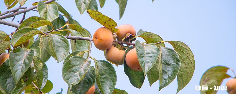 柿子树怎么修剪 柿子树的修剪方法