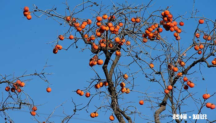 柿子树怎么修剪 柿子树的修剪方法