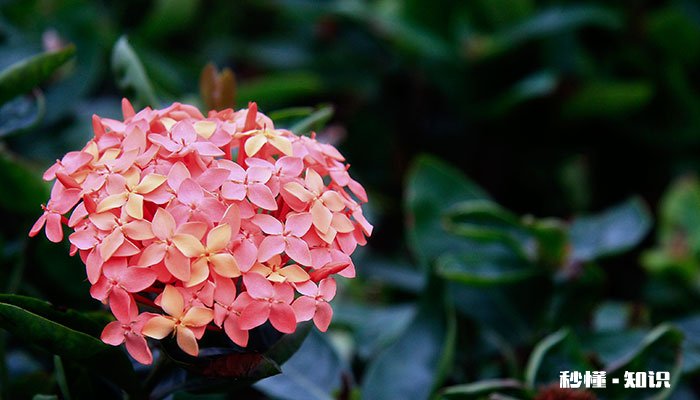 四季长开的花有哪些 有哪些四季长开的花