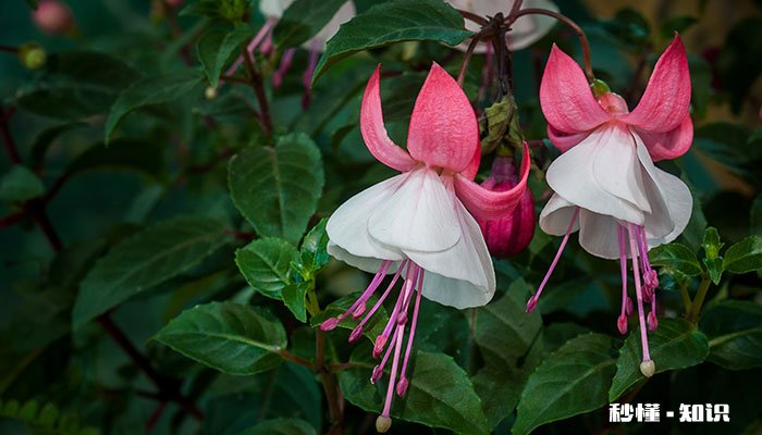 四季长开的花有哪些 有哪些四季长开的花