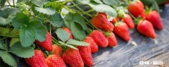 草莓什么季节成熟 草莓什么季节能成熟