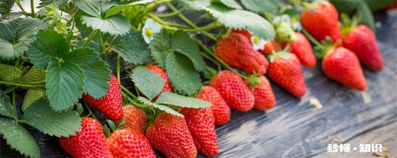 草莓什么季节成熟 草莓什么季节能成熟