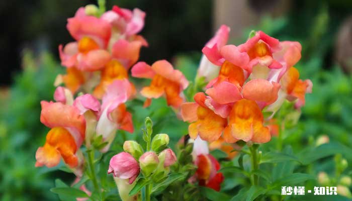 金鱼草怎么修剪 金鱼草的修剪方法