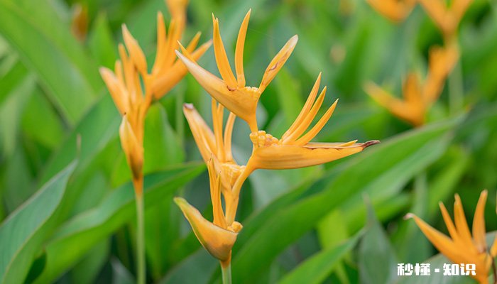 鹤望兰的养殖方法和注意事项 鹤望兰的养殖方法和注意事项有哪些