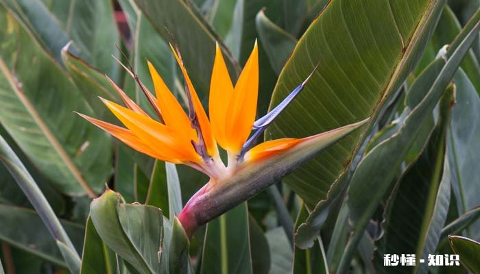 鹤望兰的养殖方法和注意事项 鹤望兰的养殖方法和注意事项有哪些