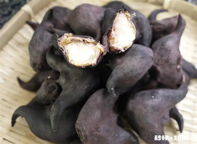 菱角煮出来为什么是脆的