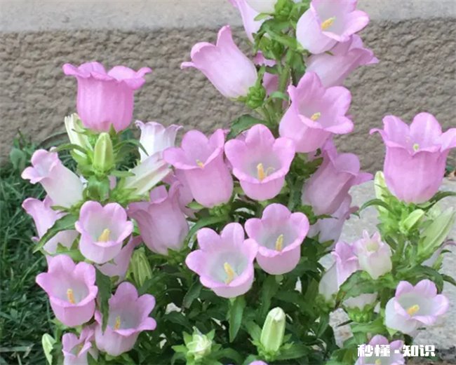 风铃花种子种之前要怎么处理吗