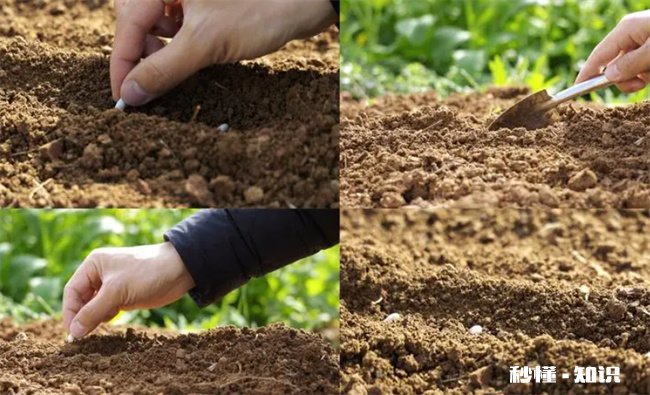 风铃花种子种之前要怎么处理吗