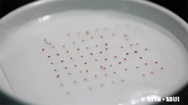 风铃花种子种之前要怎么处理吗