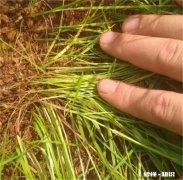 草籽不盖土能发芽吗